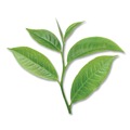 Tea | Bigelow RCB07906 1.90 oz. Green Tea Pods (18/Box) image number 4