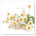 Tea | Bigelow RCB17707 1 oz. Tea Bag Steep Tea - Chamomile Citrus Herbal (20/Box) image number 6